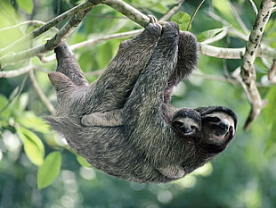 sloth hanging on branch HD wallpaper